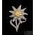 Hegyivadász havasigyopár - Gebirgsjäger Edelweiss  "CTD"